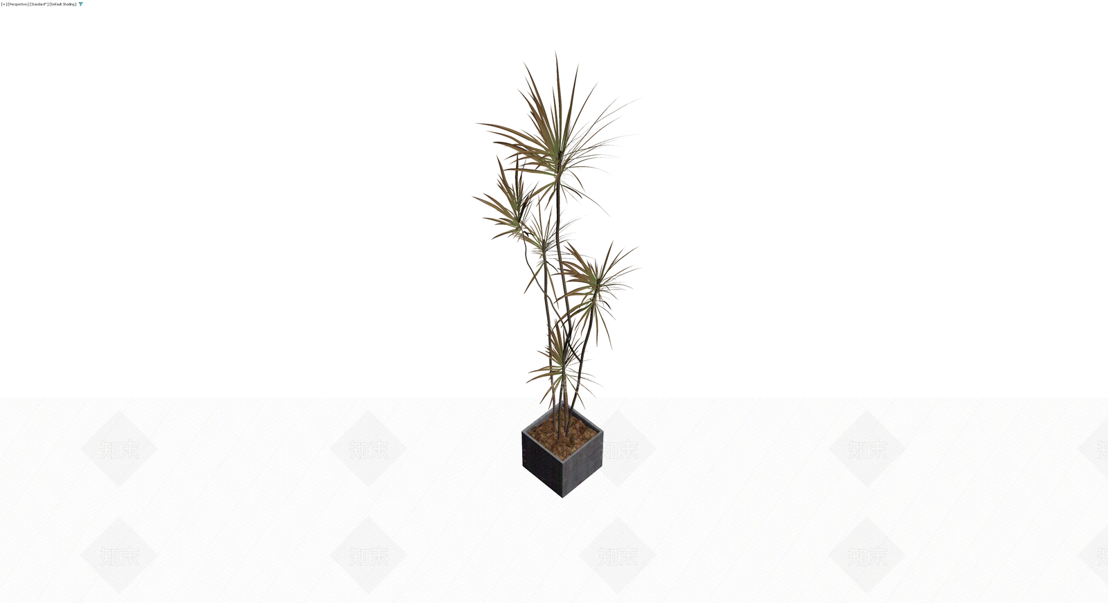 盆栽龙血树带盆3D模型下载【ID:1229959546】