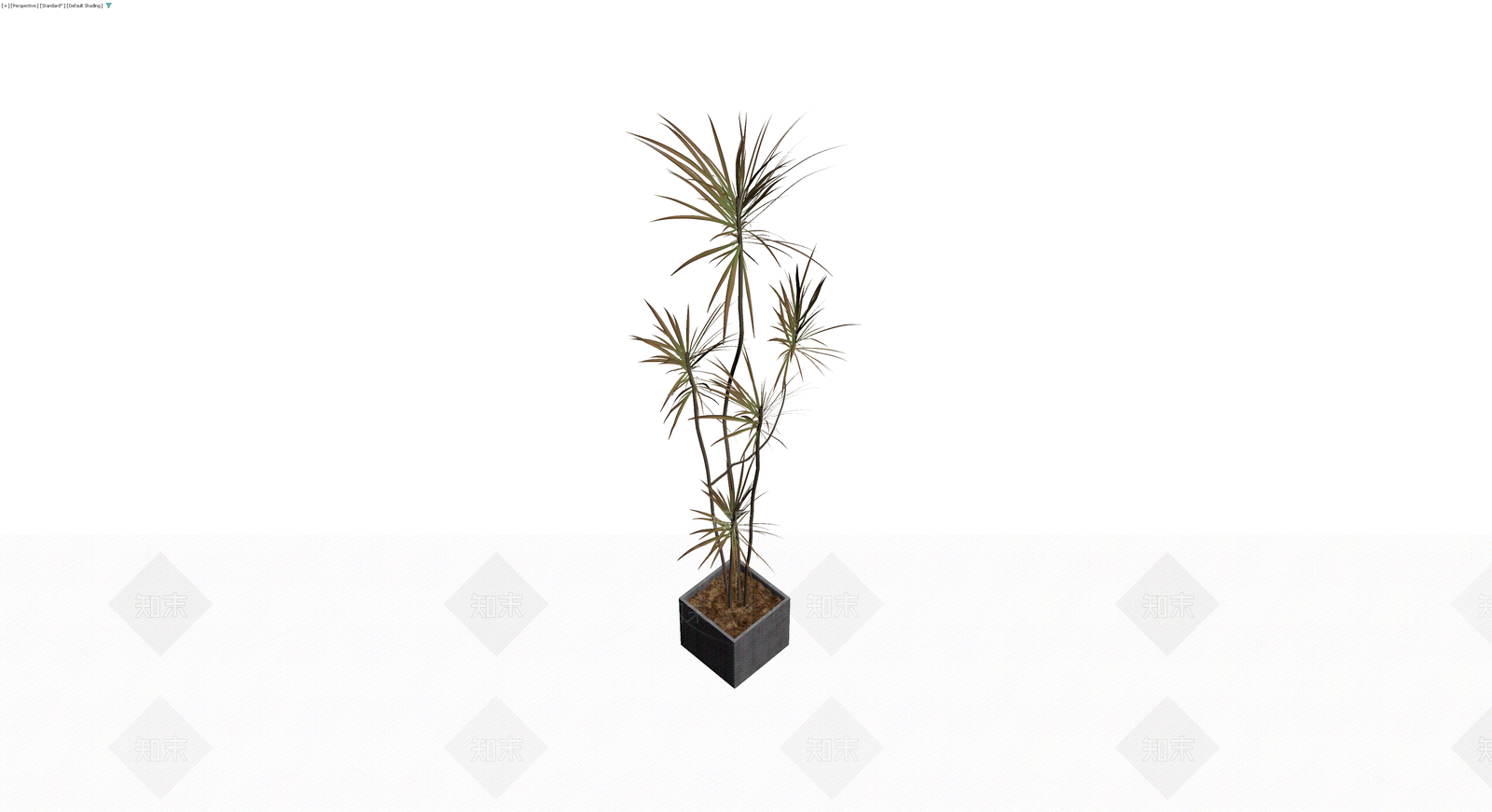 盆栽龙血树带盆3D模型下载【ID:1229959546】