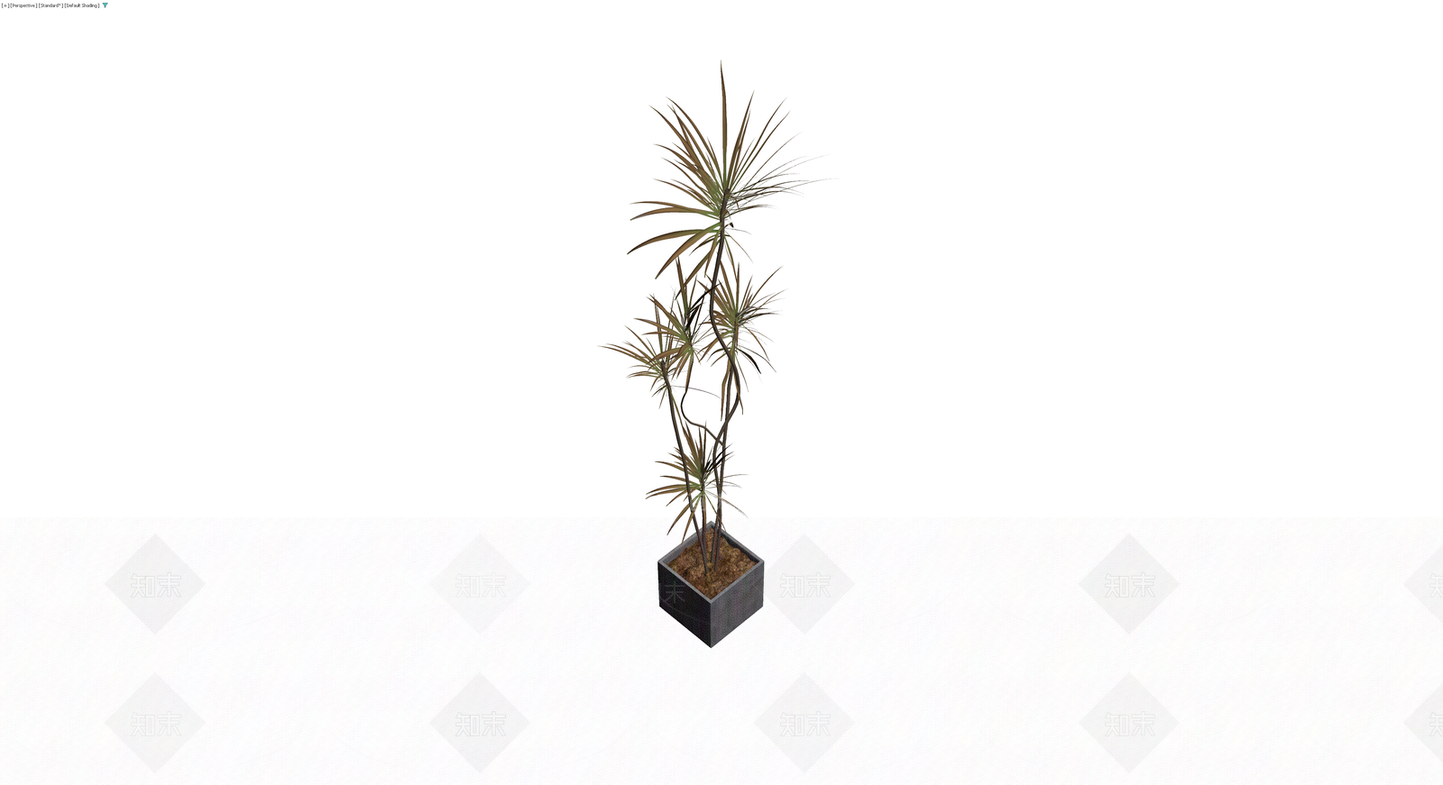 盆栽龙血树带盆3D模型下载【ID:1229959546】