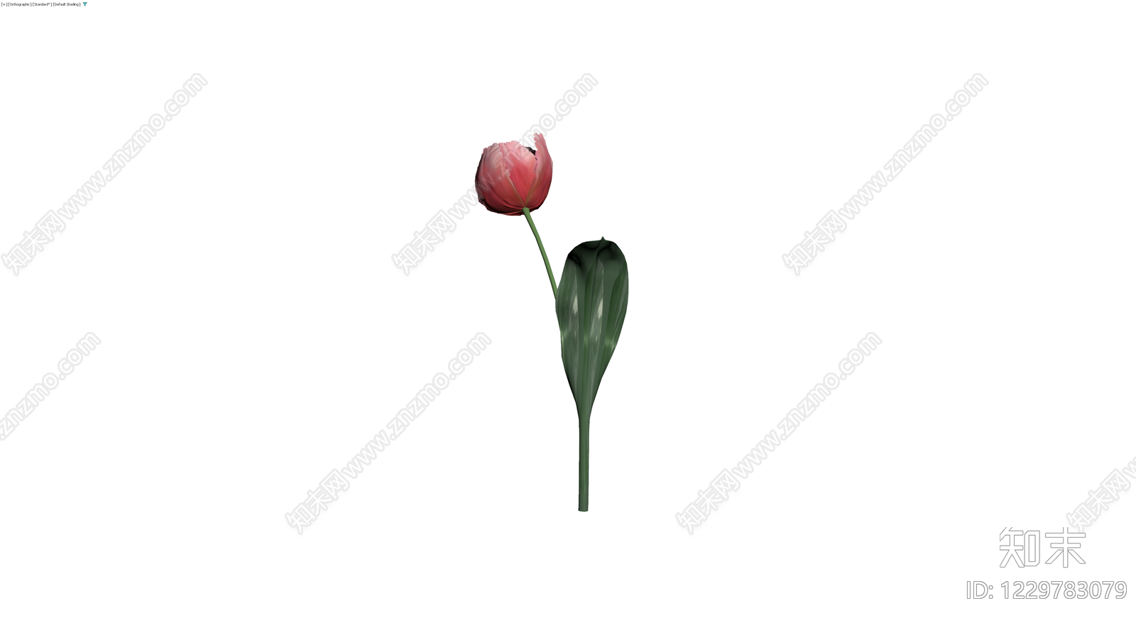 粉色郁金香模型3D模型下载【ID:1229783079】