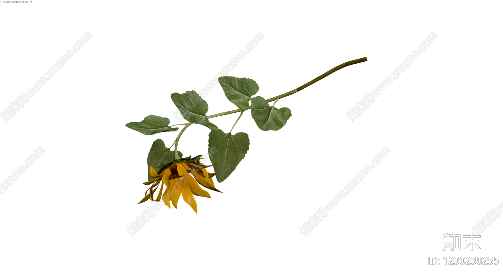 向日葵花卉模型3D模型下载【ID:1230238255】