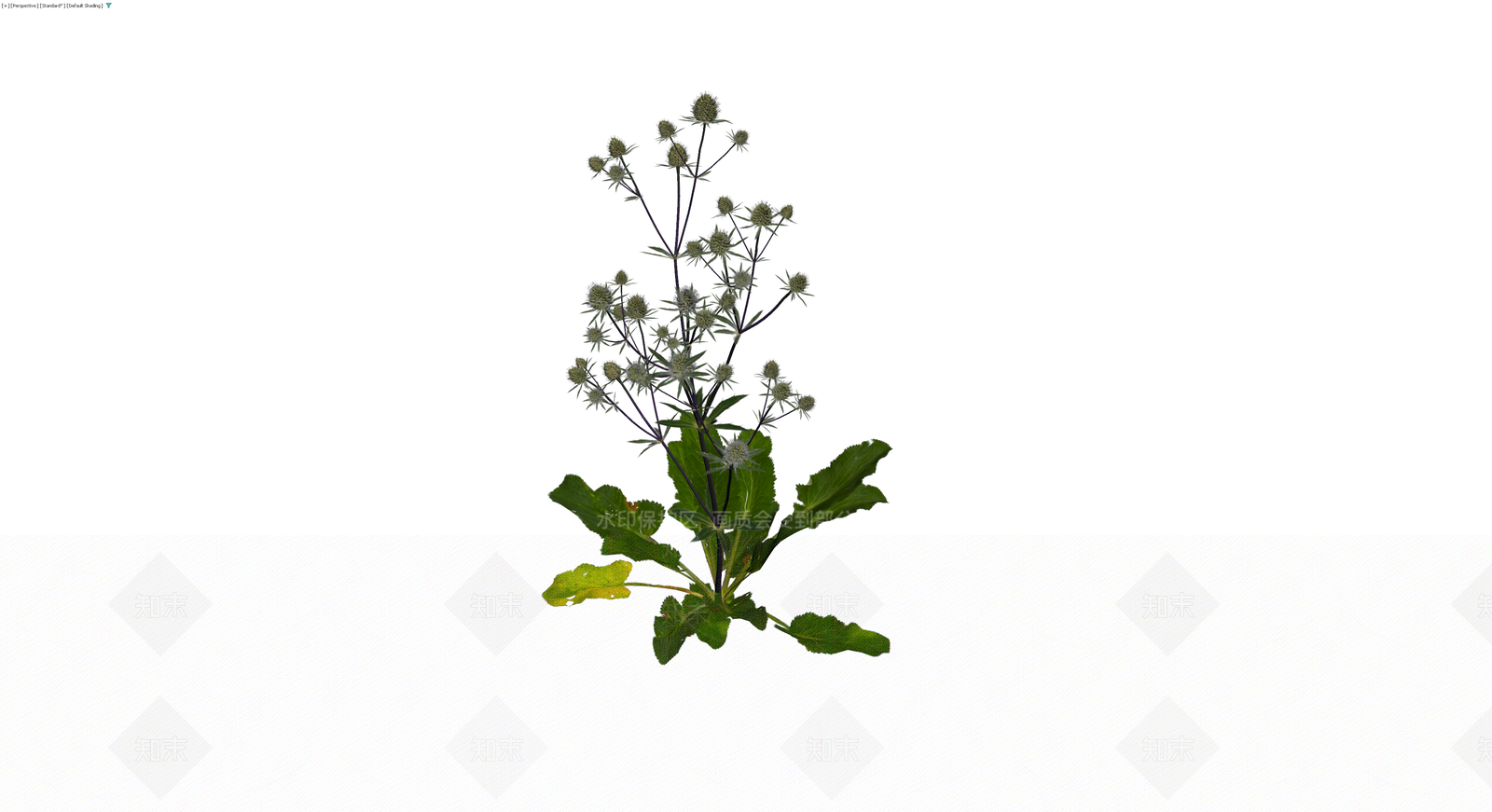 完整海桐花植物模型3D模型下载【ID:1229942907】