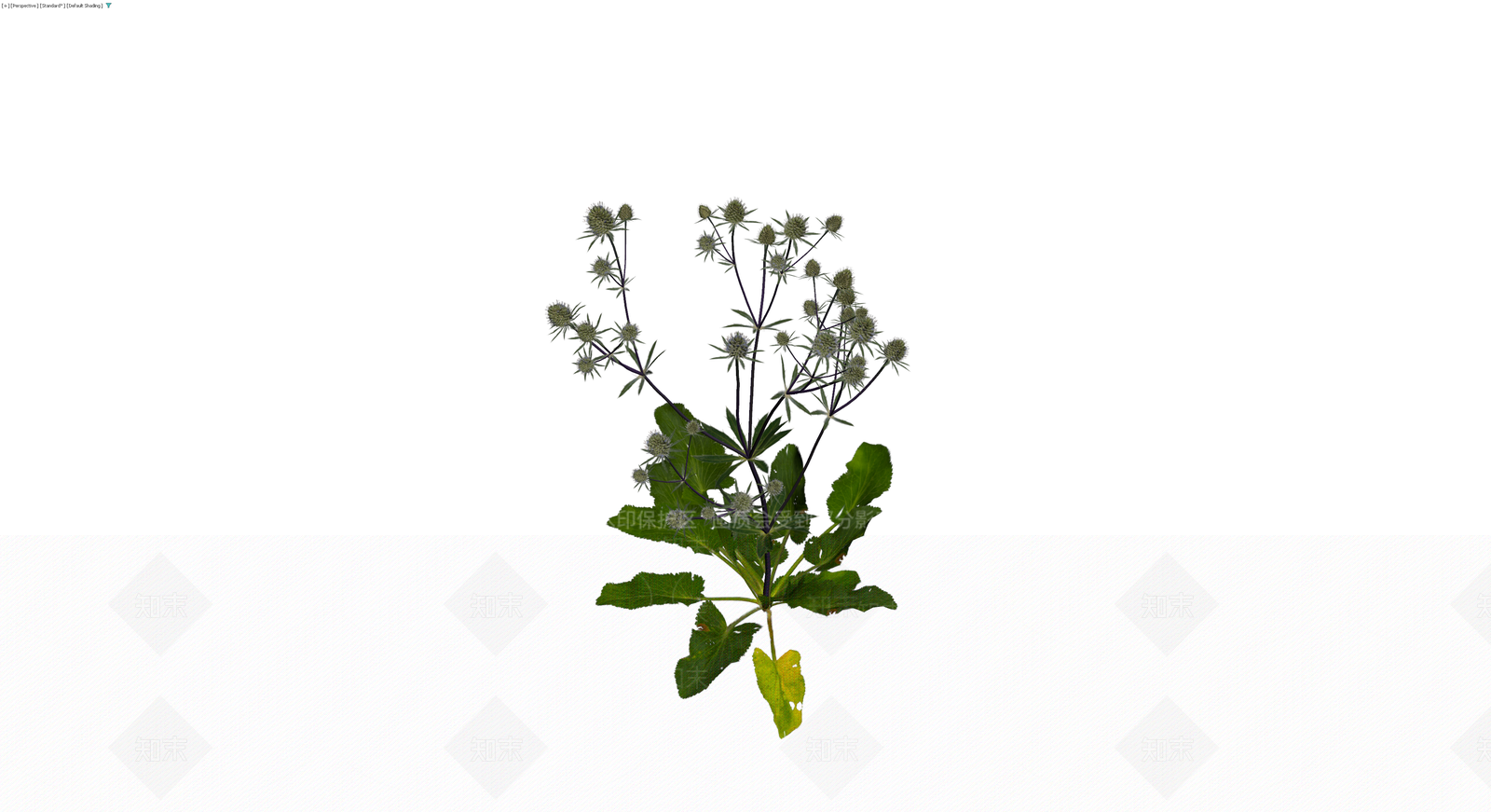 完整海桐花植物模型3D模型下载【ID:1229942907】