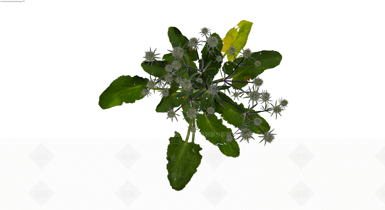 完整海桐花植物模型3D模型下载【ID:1229942907】