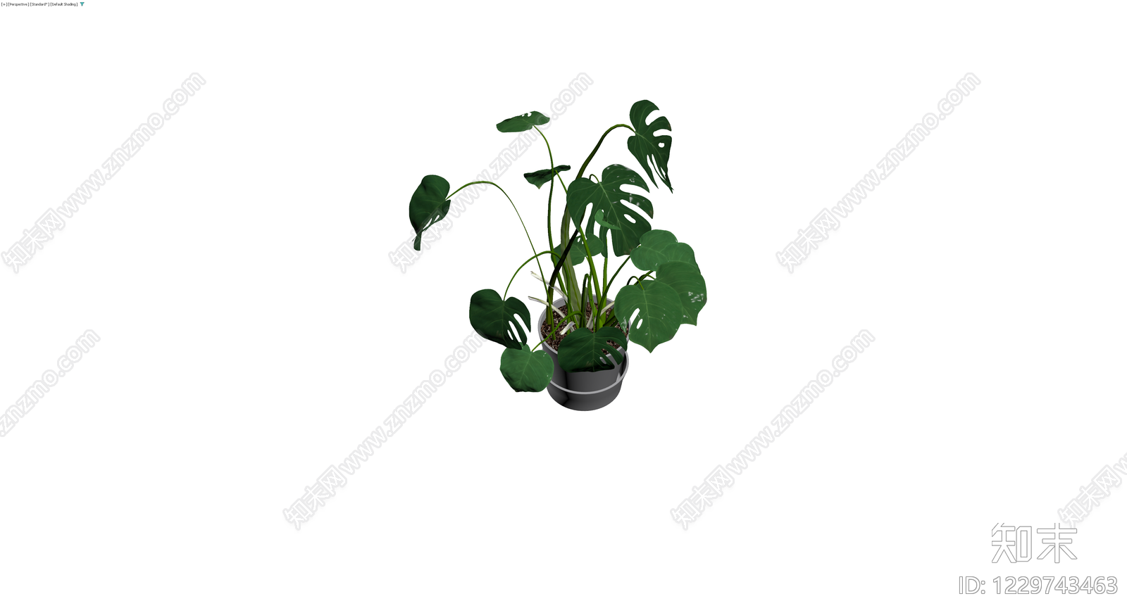 龟背竹盆栽带盆3D模型下载【ID:1229743463】