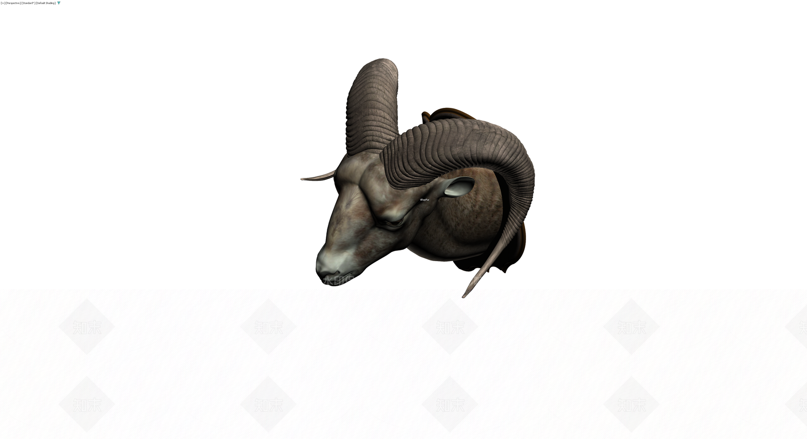 盘羊头壁挂装饰3D模型下载【ID:1230557333】