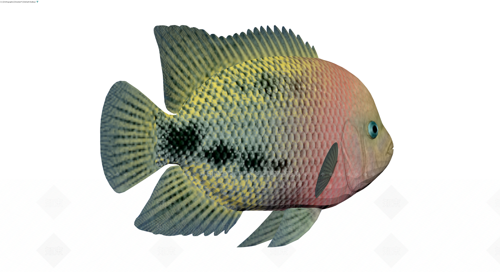 红腹丽鱼3D模型3D模型下载【ID:1229683642】