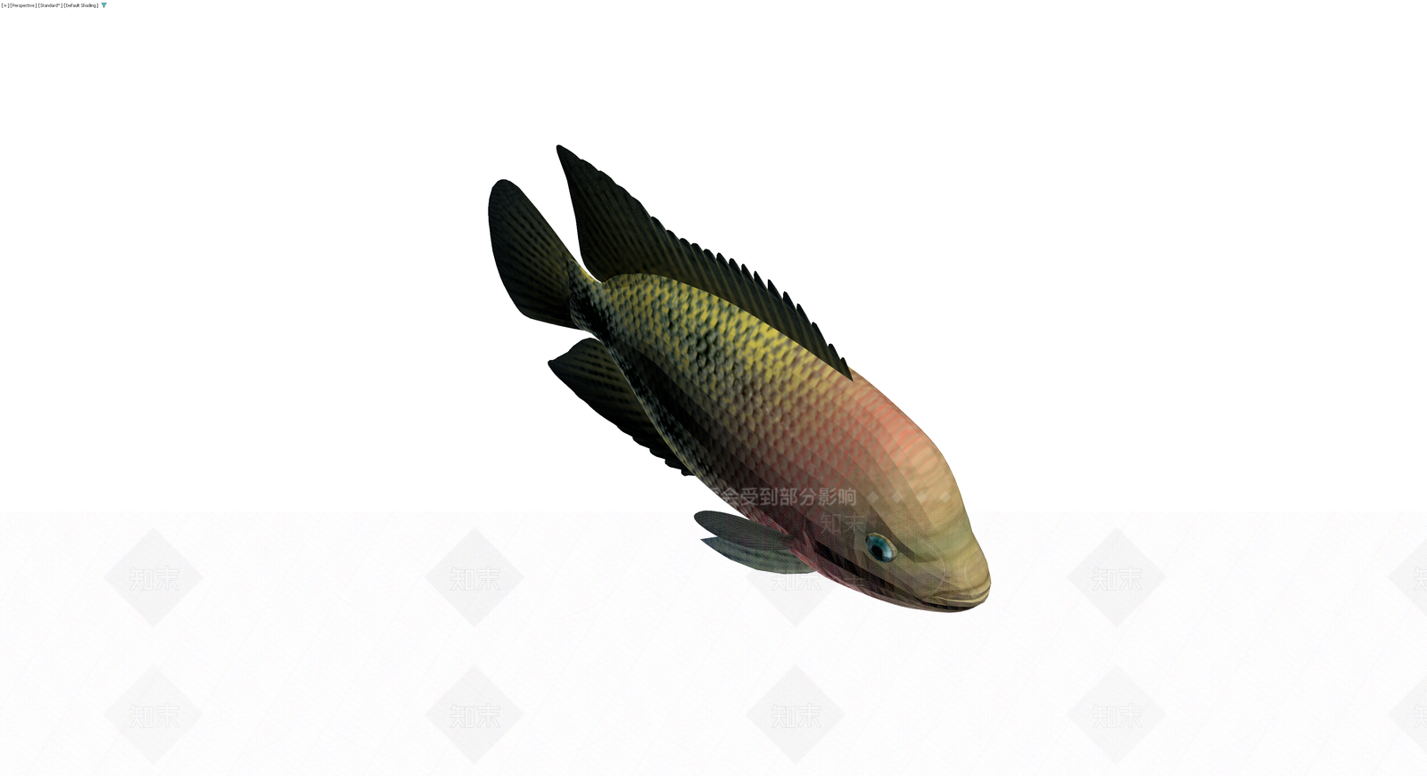 红腹丽鱼3D模型3D模型下载【ID:1229683642】