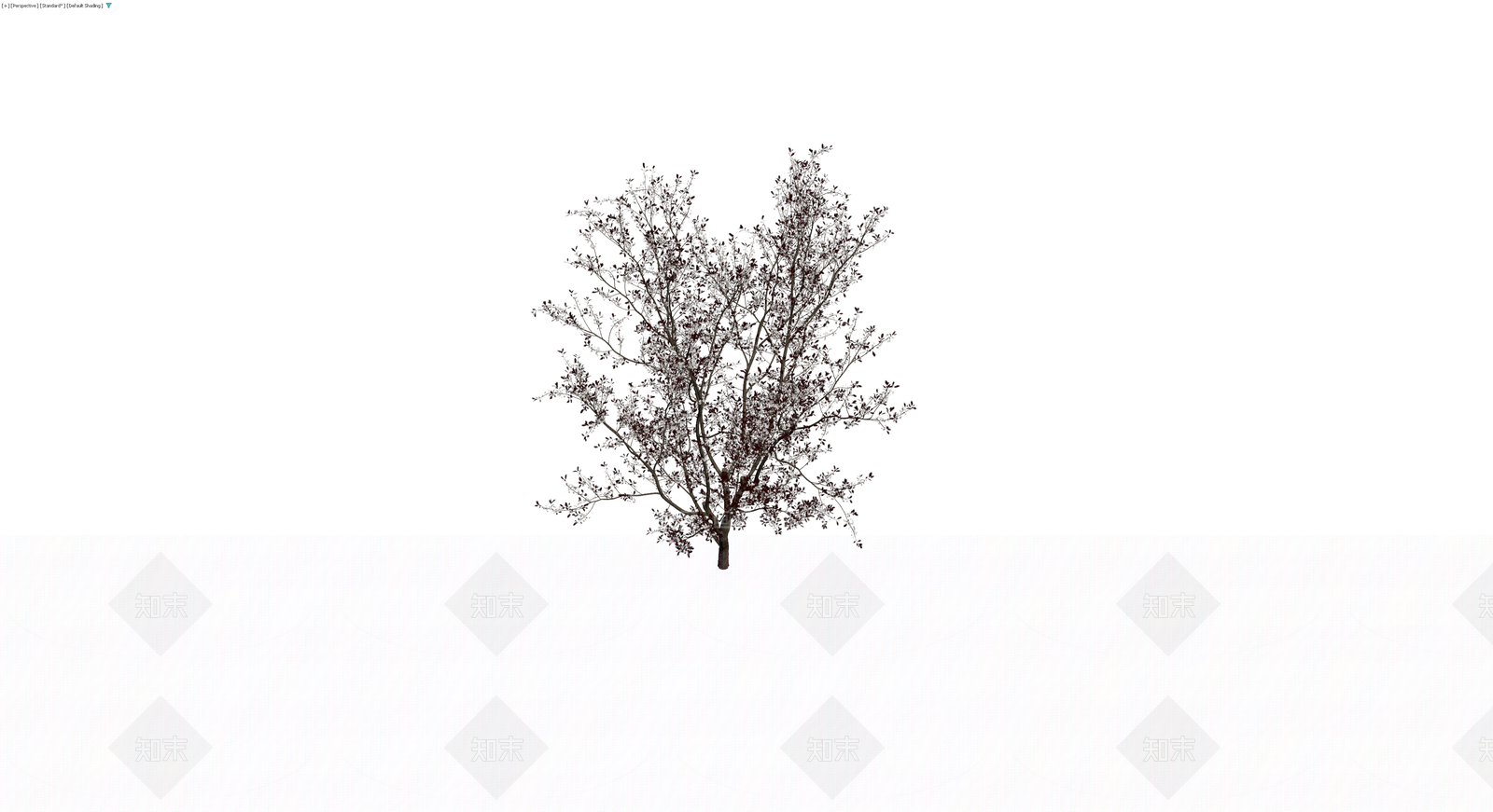 紫叶李乔木模型3D模型下载【ID:1229895911】