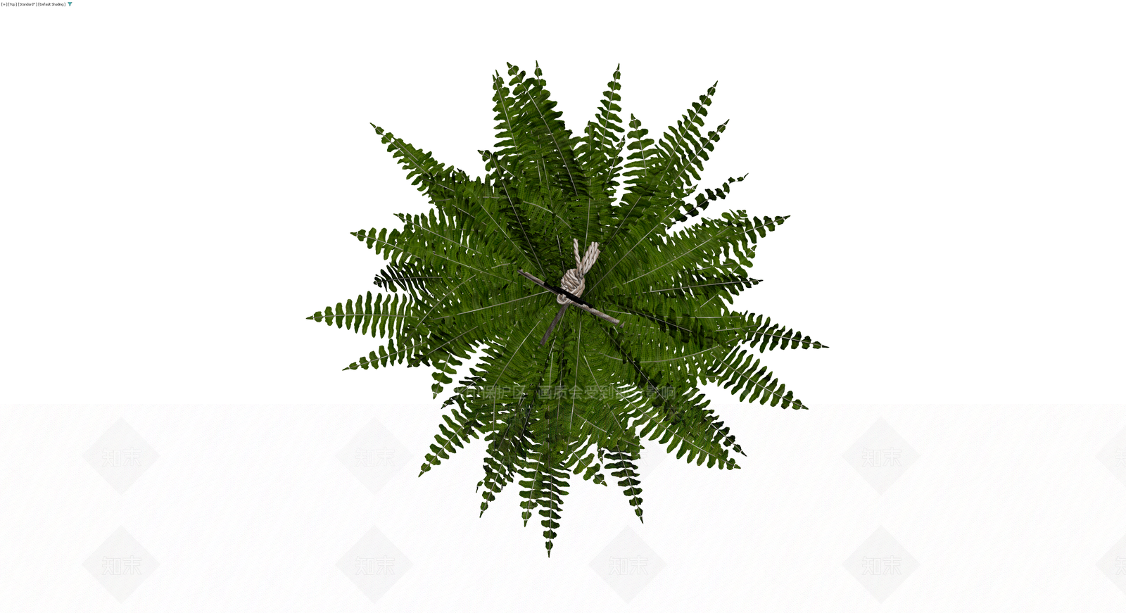 盆栽蕨类植物3D模型下载【ID:1230115360】
