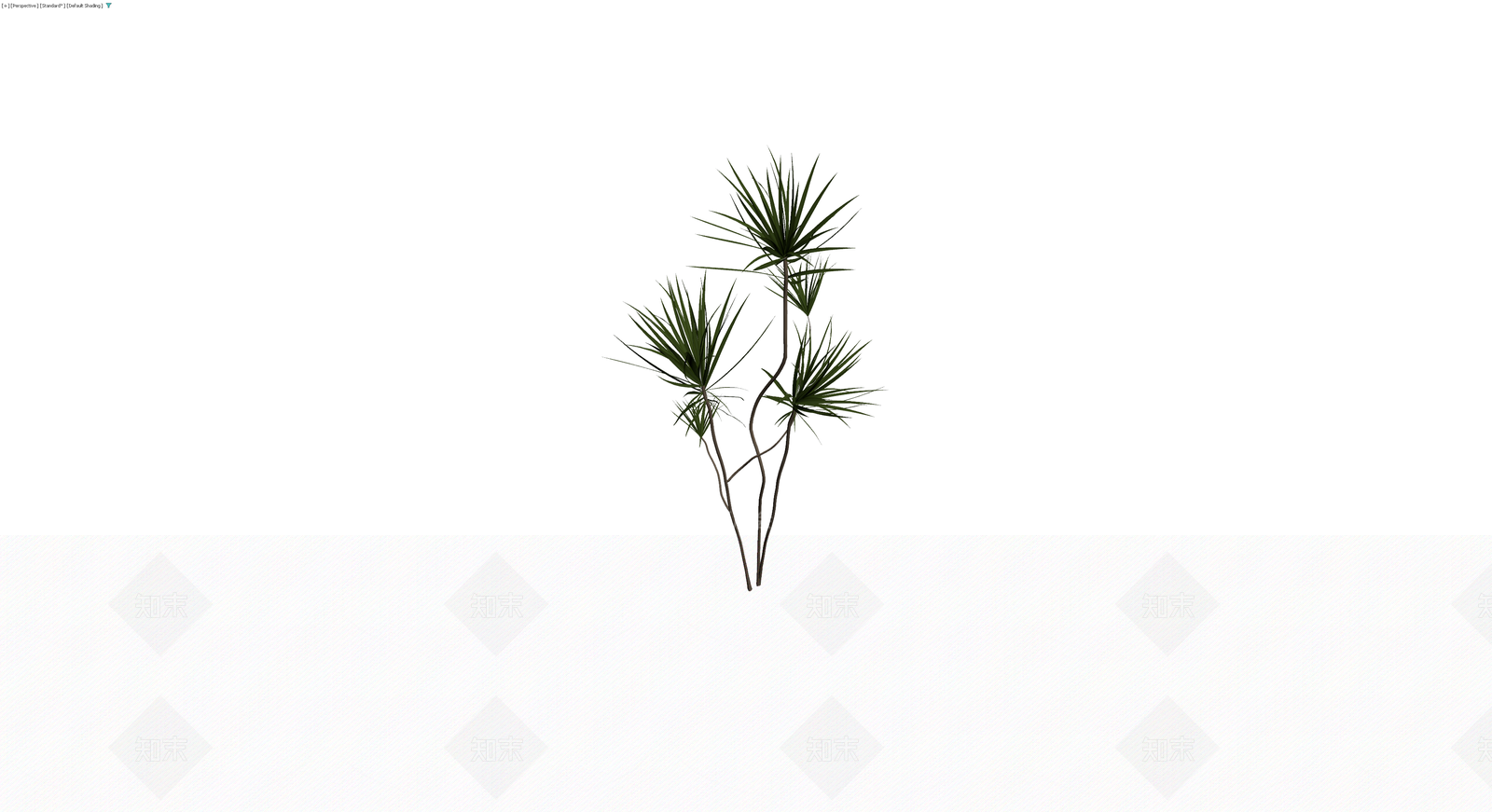 多杆龙血树植物模型3D模型下载【ID:1229875823】