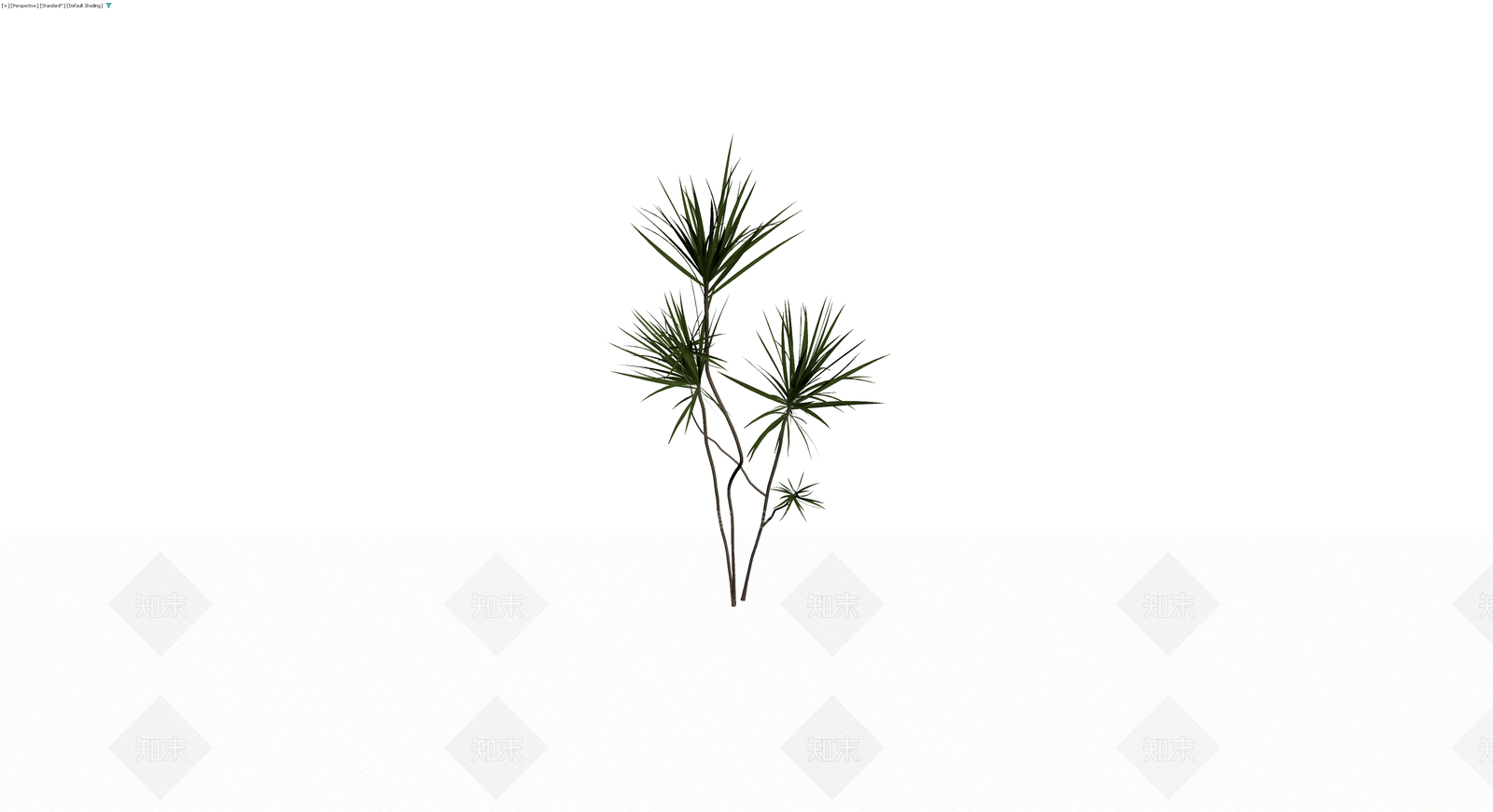多杆龙血树植物模型3D模型下载【ID:1229875823】