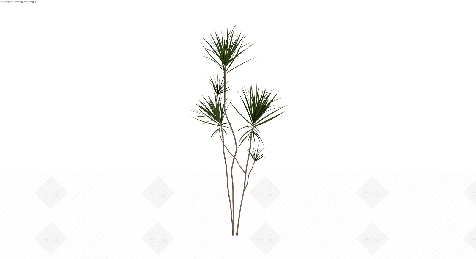 多杆龙血树植物模型3D模型下载【ID:1229875823】