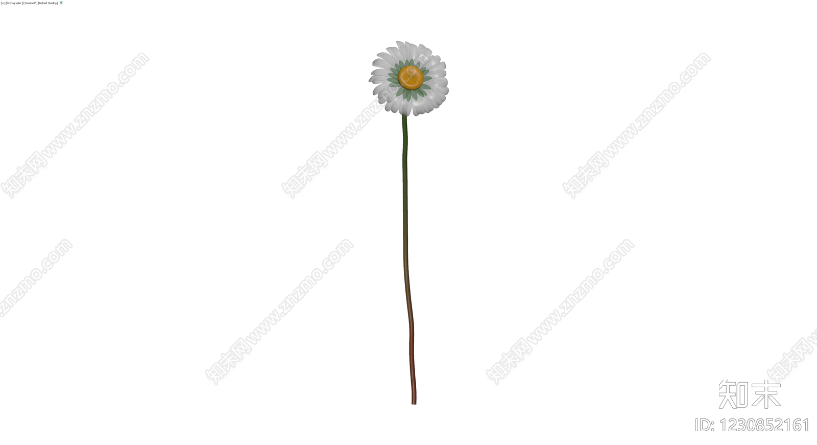 雏菊植物模型3D模型下载【ID:1230852161】