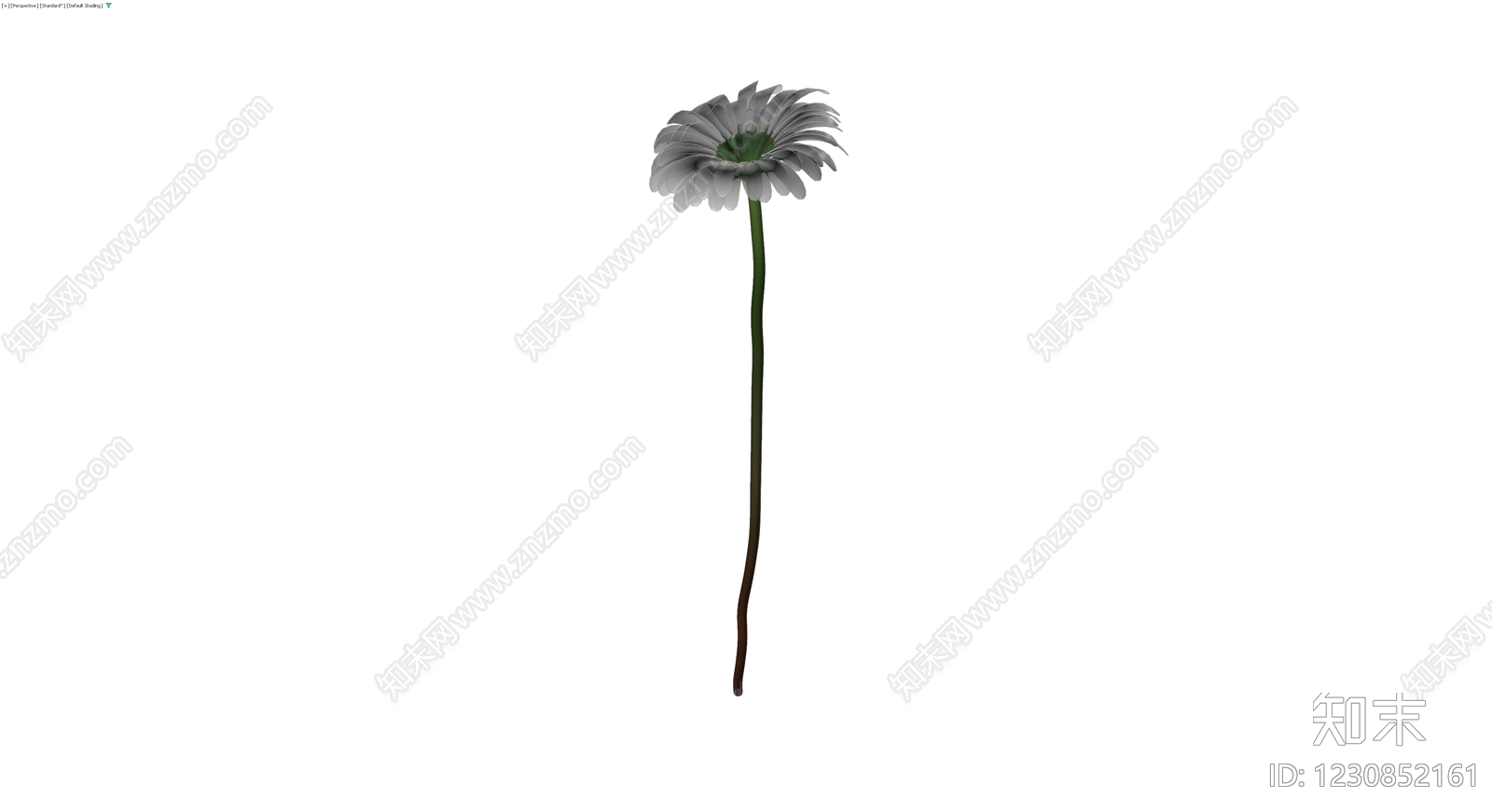 雏菊植物模型3D模型下载【ID:1230852161】