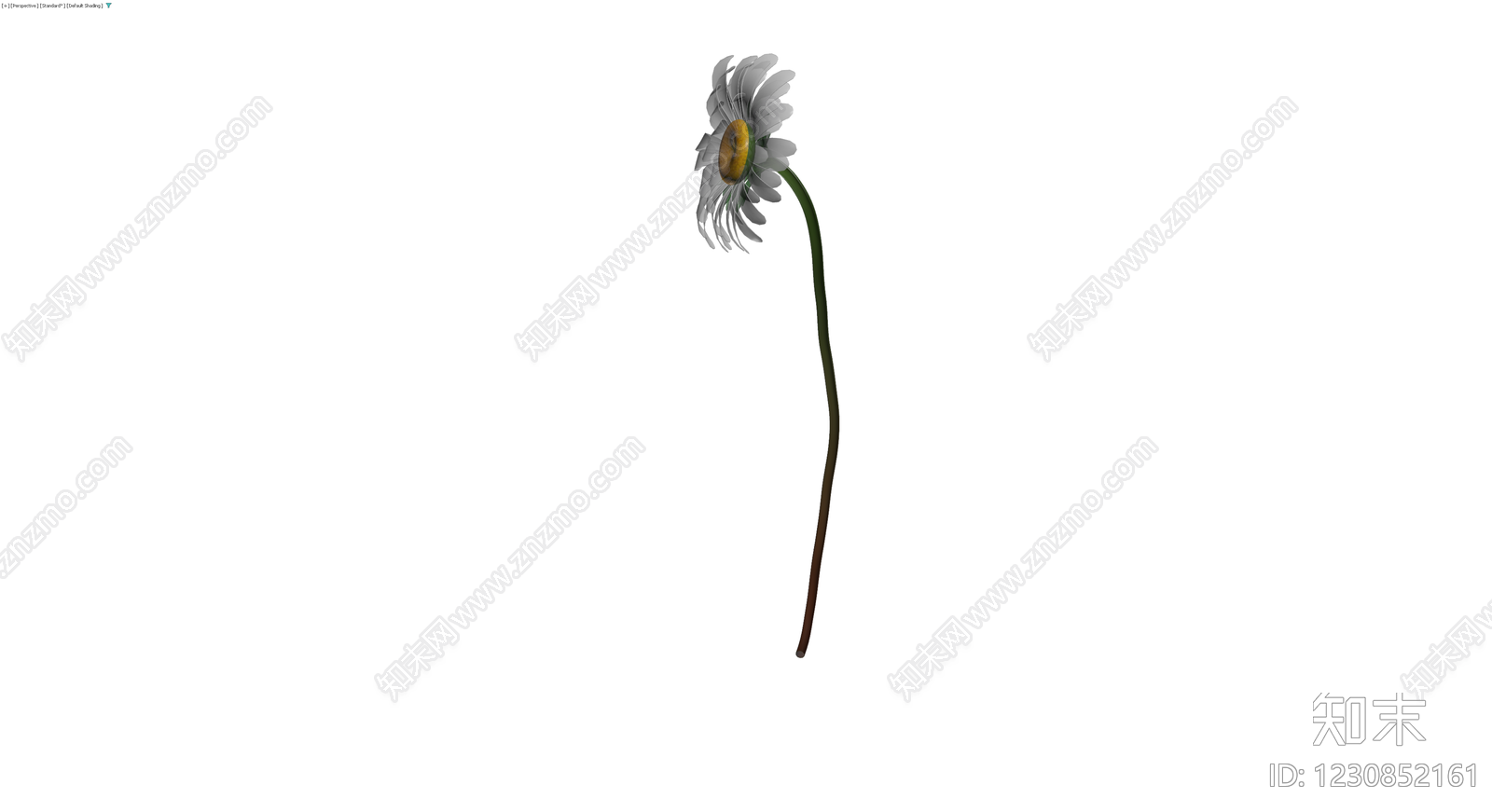 雏菊植物模型3D模型下载【ID:1230852161】