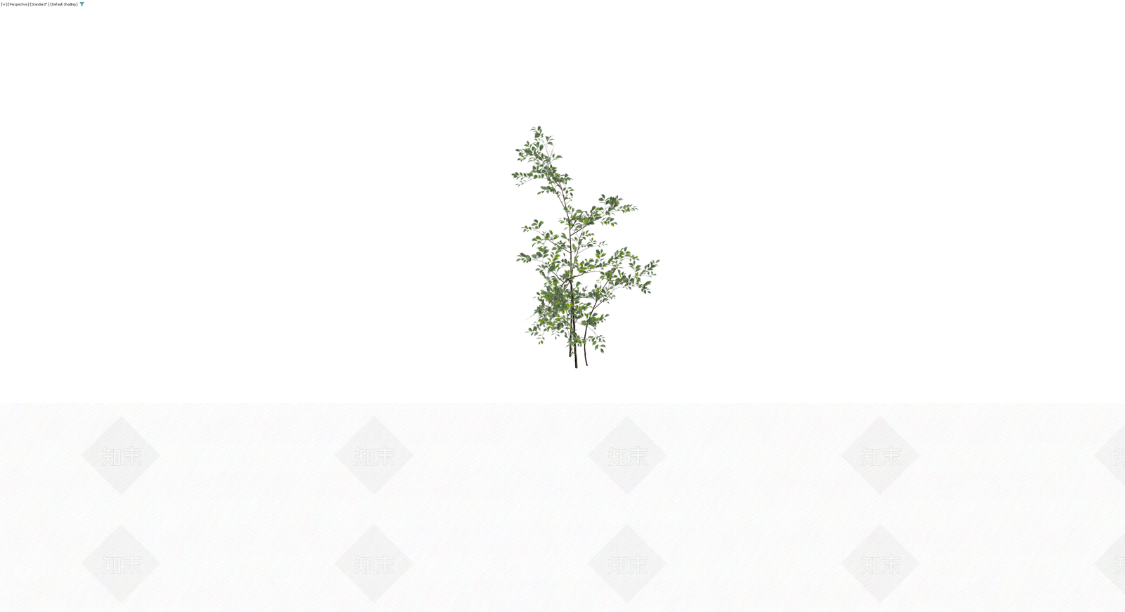 多杆丛生灌木植物3D模型下载【ID:1229956373】