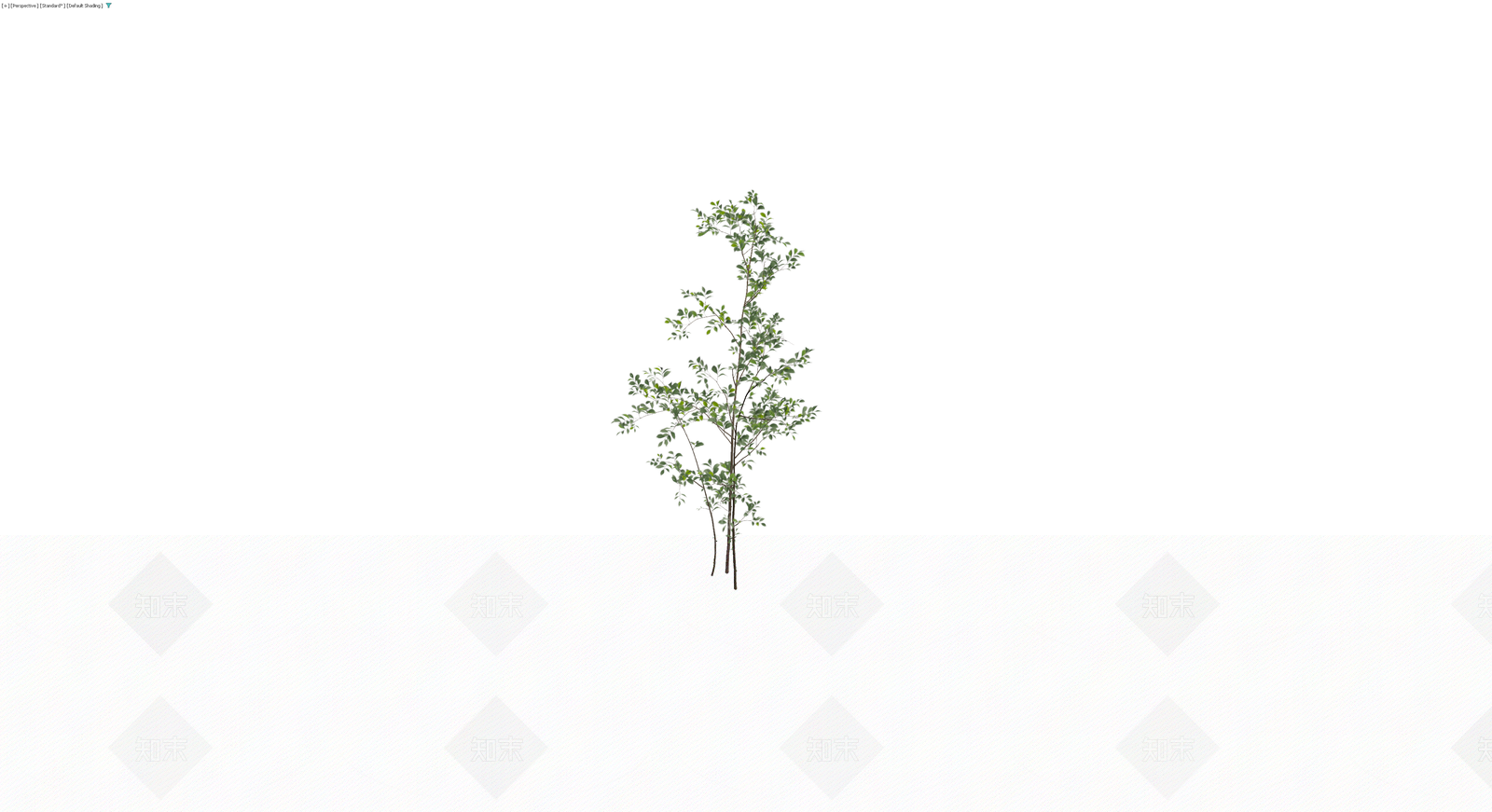 多杆丛生灌木植物3D模型下载【ID:1229956373】