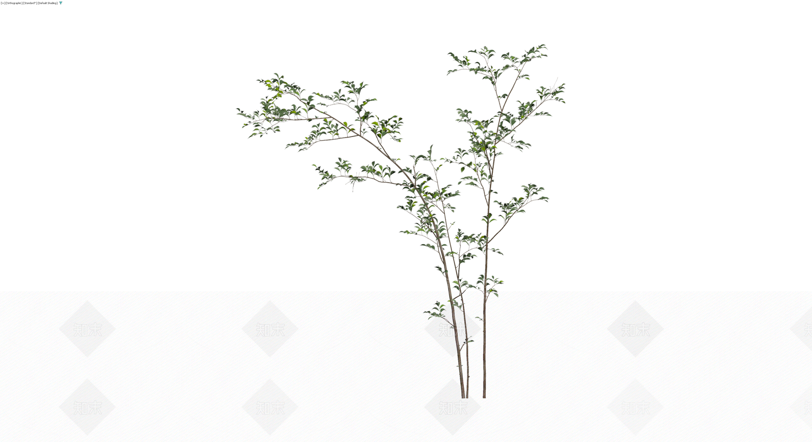 多杆丛生灌木植物3D模型下载【ID:1229956373】