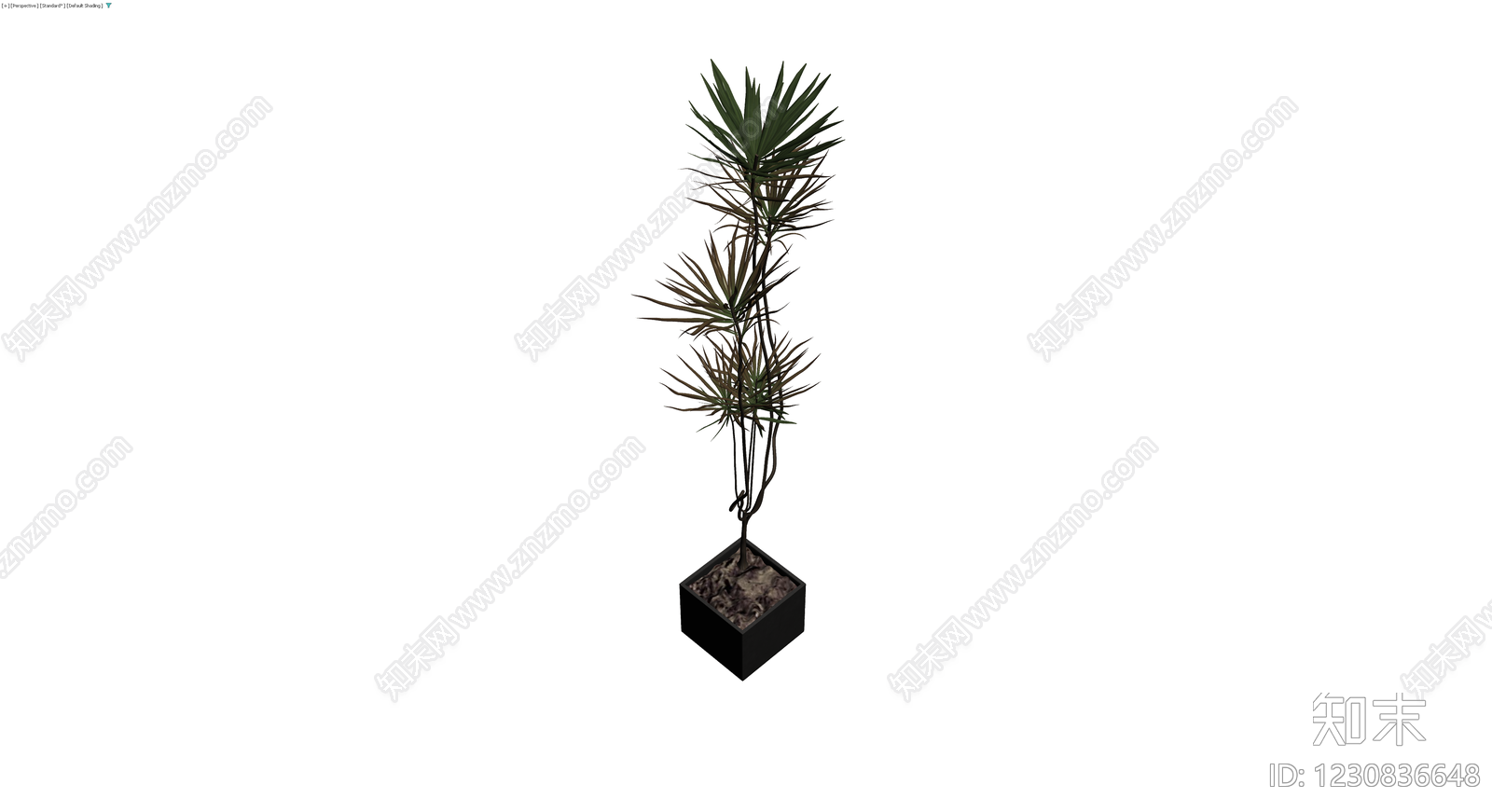 黑色方形盆栽植物3D模型下载【ID:1230836648】