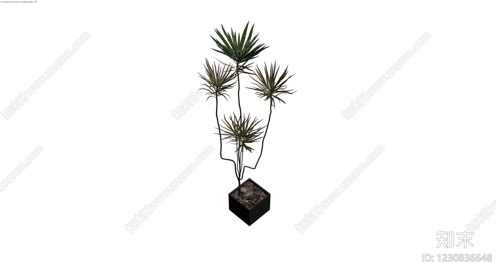 黑色方形盆栽植物3D模型下载【ID:1230836648】