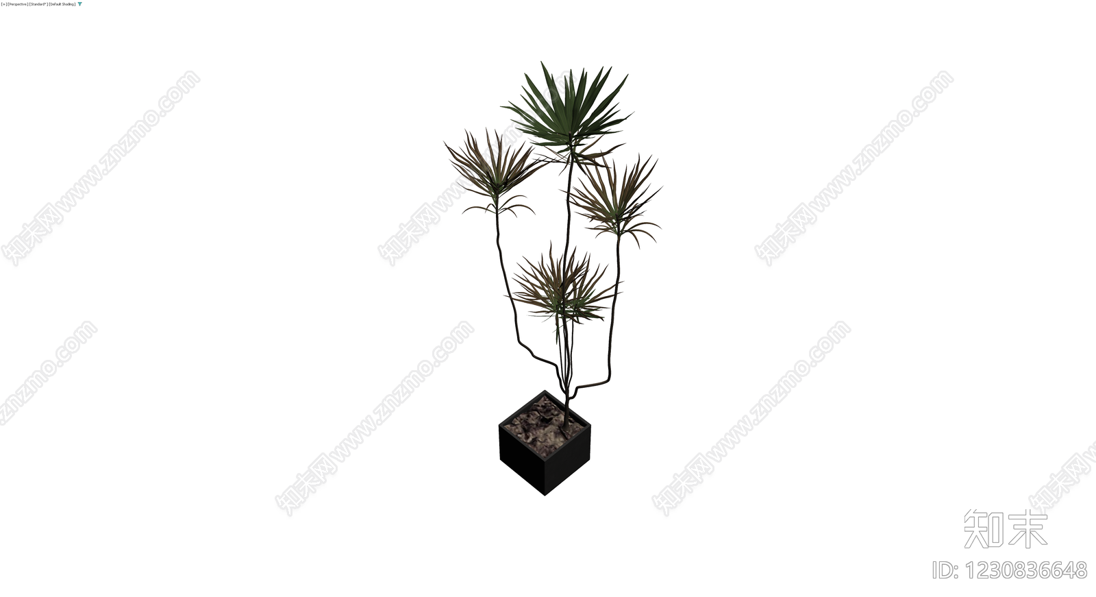 黑色方形盆栽植物3D模型下载【ID:1230836648】