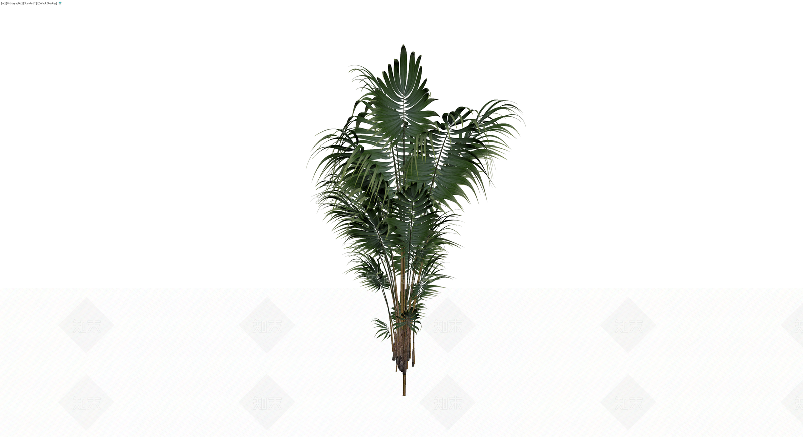 丛生散尾葵盆栽3D模型下载【ID:1230425216】