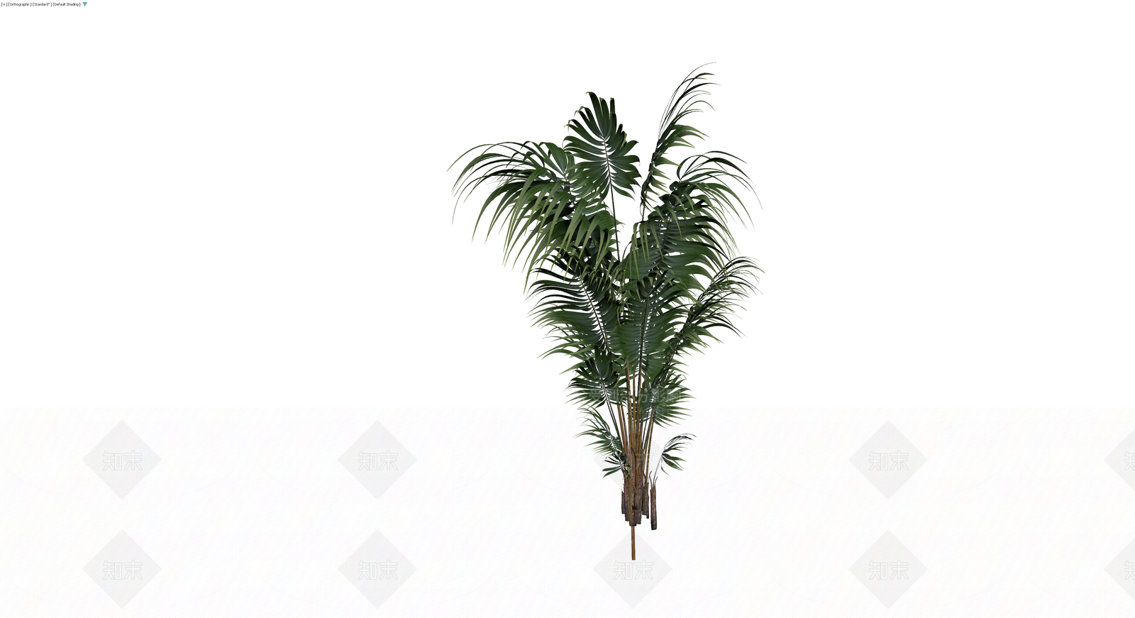 丛生散尾葵盆栽3D模型下载【ID:1230425216】