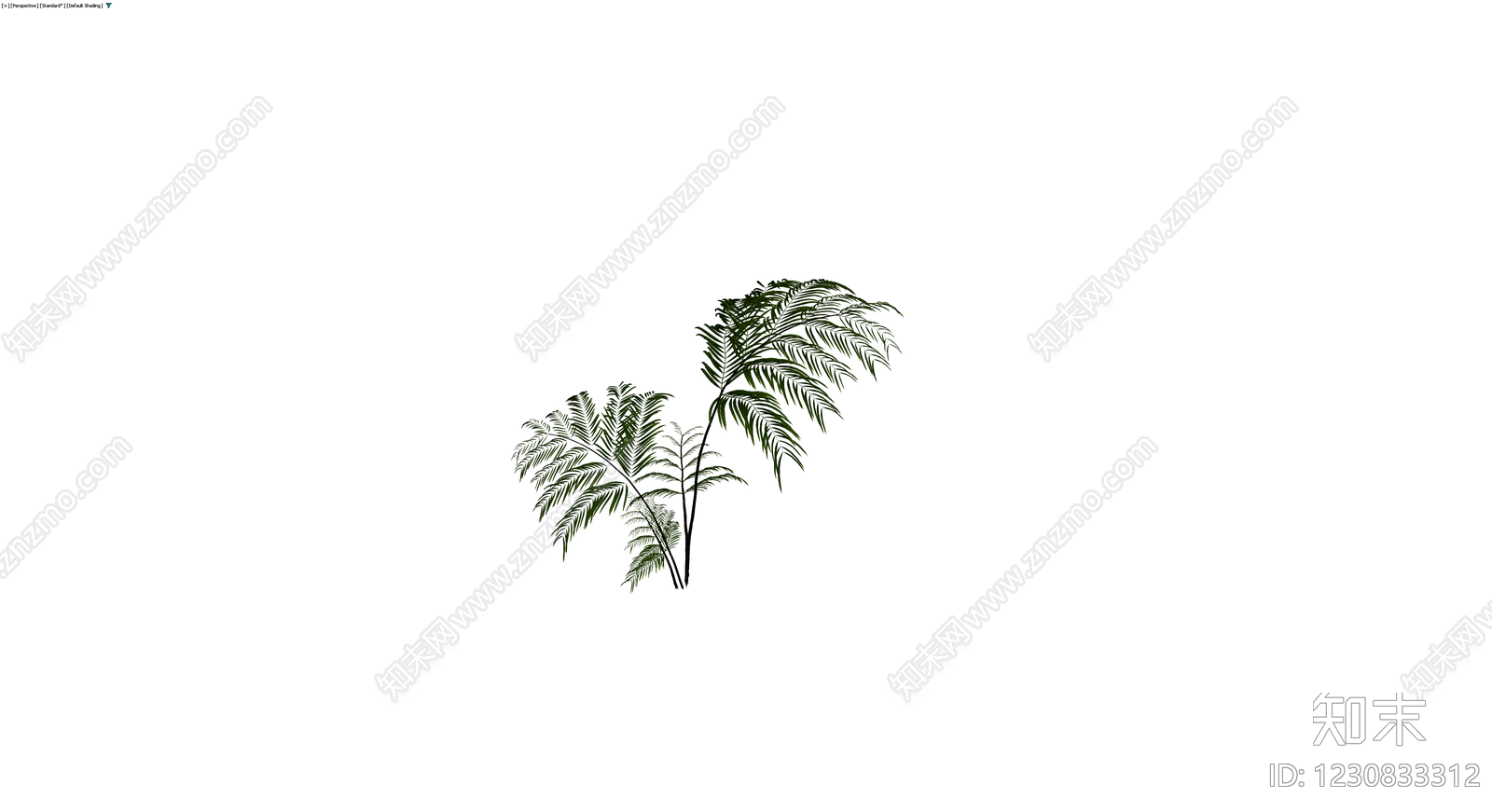 多株组合蕨类植物3D模型下载【ID:1230833312】