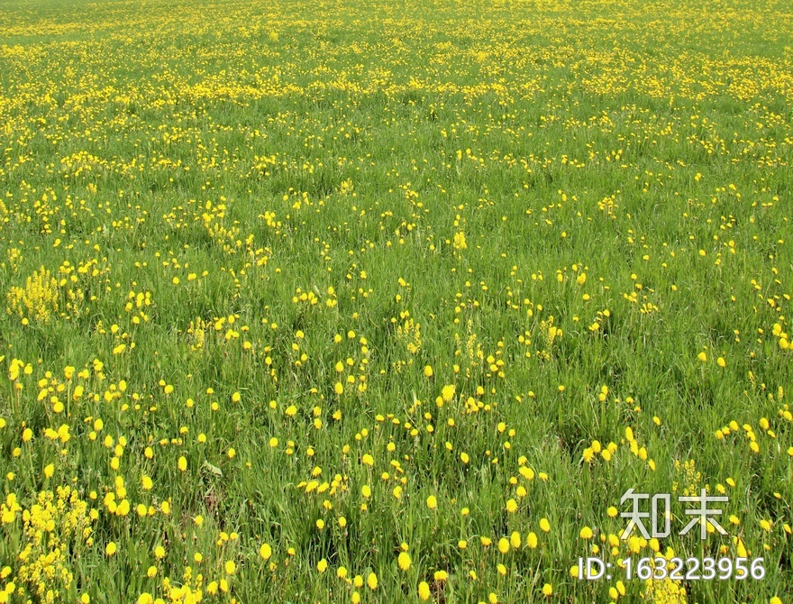 草地贴图下载【ID:163223956】