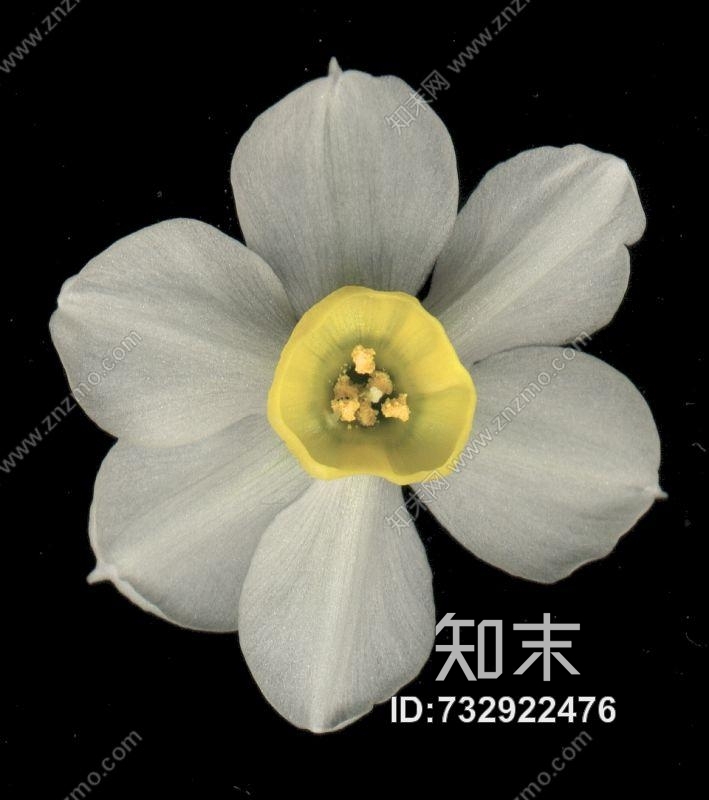 其他杂项-植物纹理贴图下载【ID:732922476】