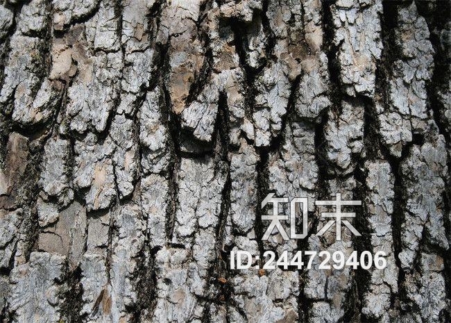 树木木纹纹理贴图下载【ID:244729406】