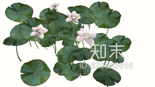 白睡莲SU模型下载【ID:620983818】