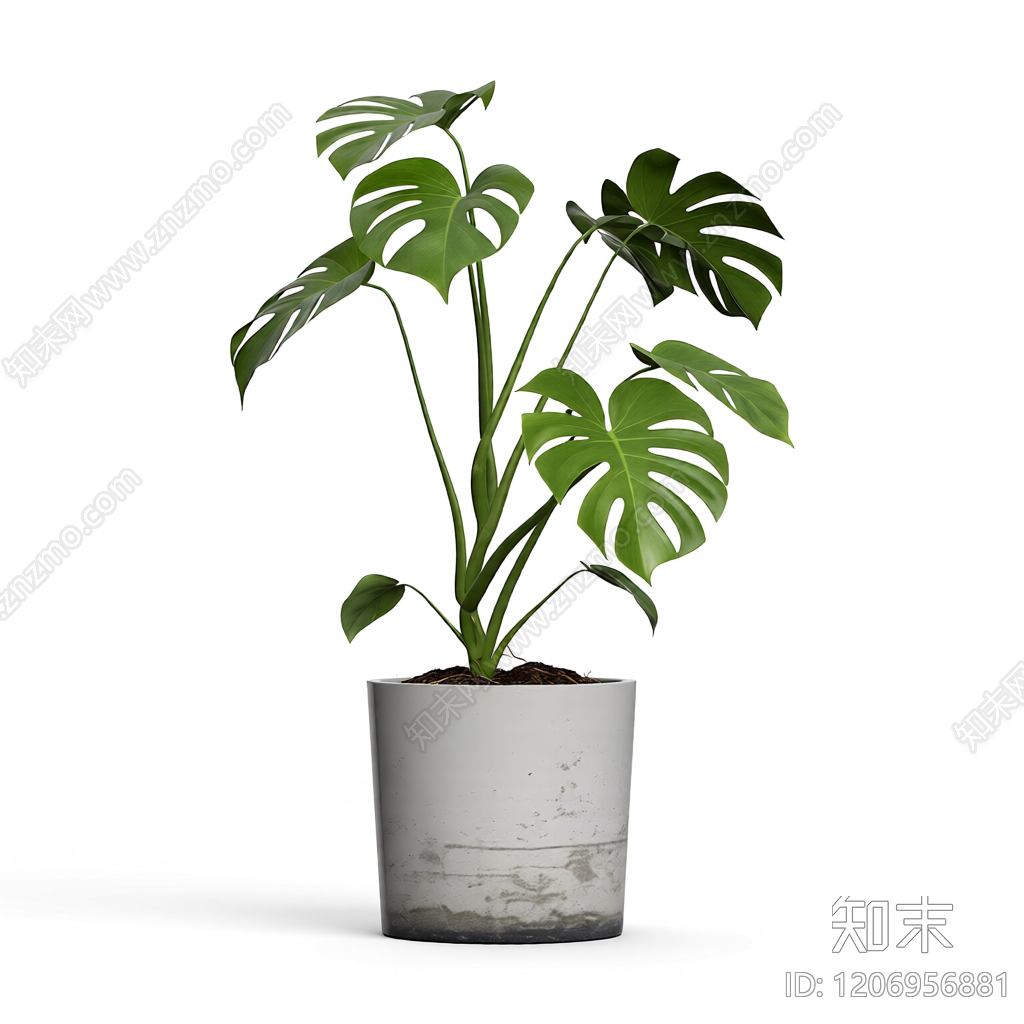 龟背竹盆栽3D模型下载【ID:1206956881】