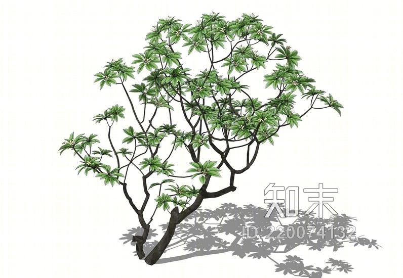 鸡蛋花SU模型下载【ID:220074132】