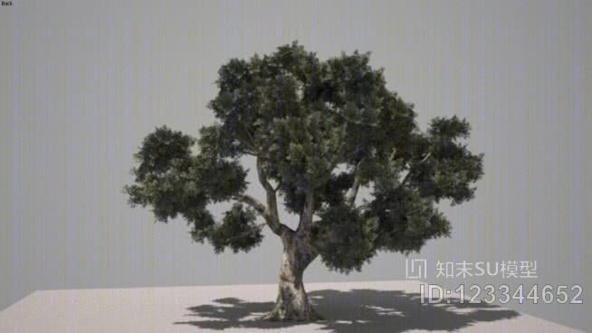 橄榄树SU模型下载【ID:123344652】