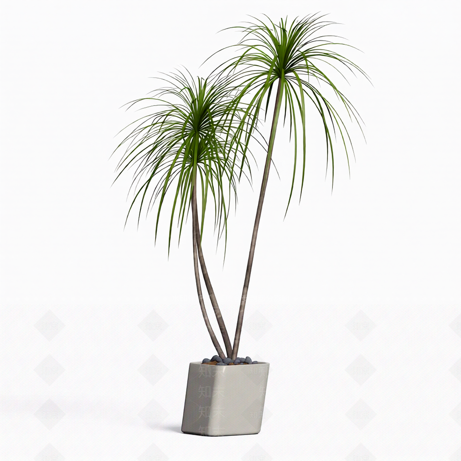 带盆双株植物模型3D模型下载【ID:1206184420】