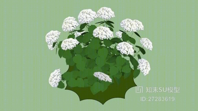 绣球植物SU模型下载【ID:27283619】