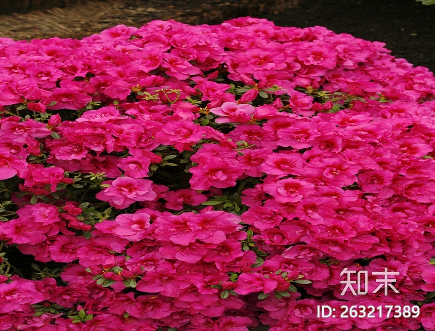 花床贴图下载【ID:263217389】