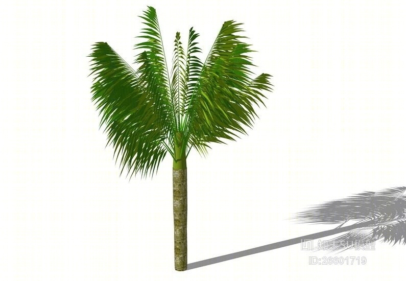 3D棕榈科植物SU模型下载【ID:26601719】