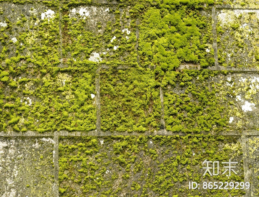 苔藓贴图下载【ID:865229299】
