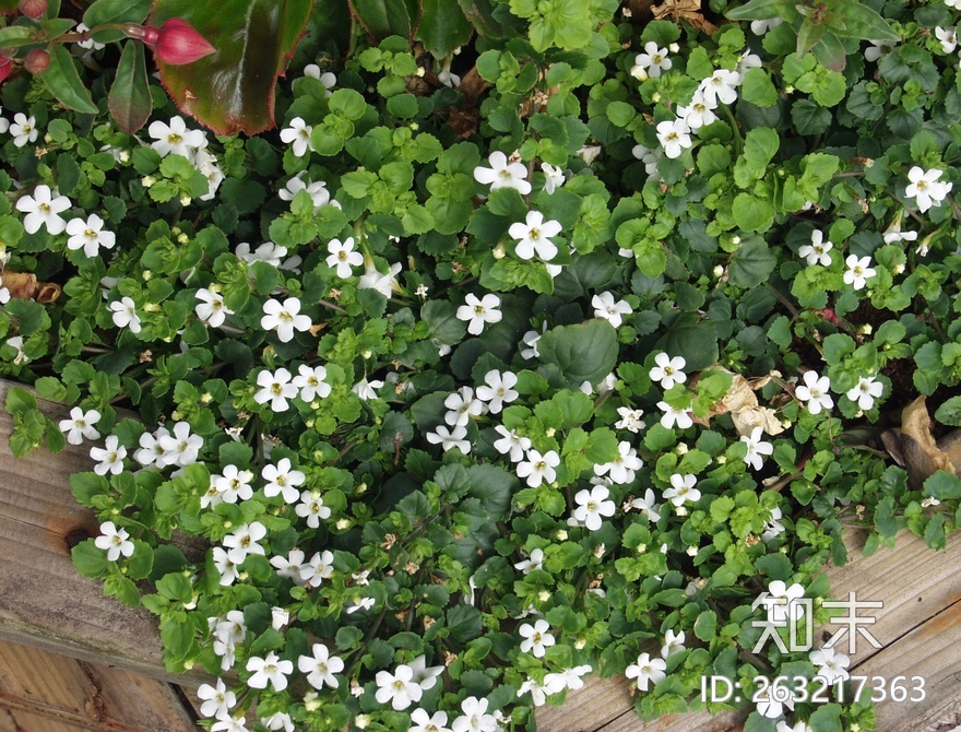 花床贴图下载【ID:263217363】