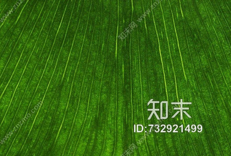 其他杂项-植物纹理贴图下载【ID:732921499】