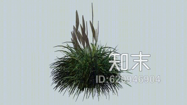 3D植物鸡毛掸子，蒲苇，树，树，植物园，SU模型下载【ID:620946904】