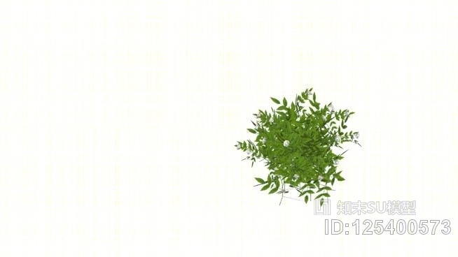小白玫瑰SU模型下载【ID:125400573】