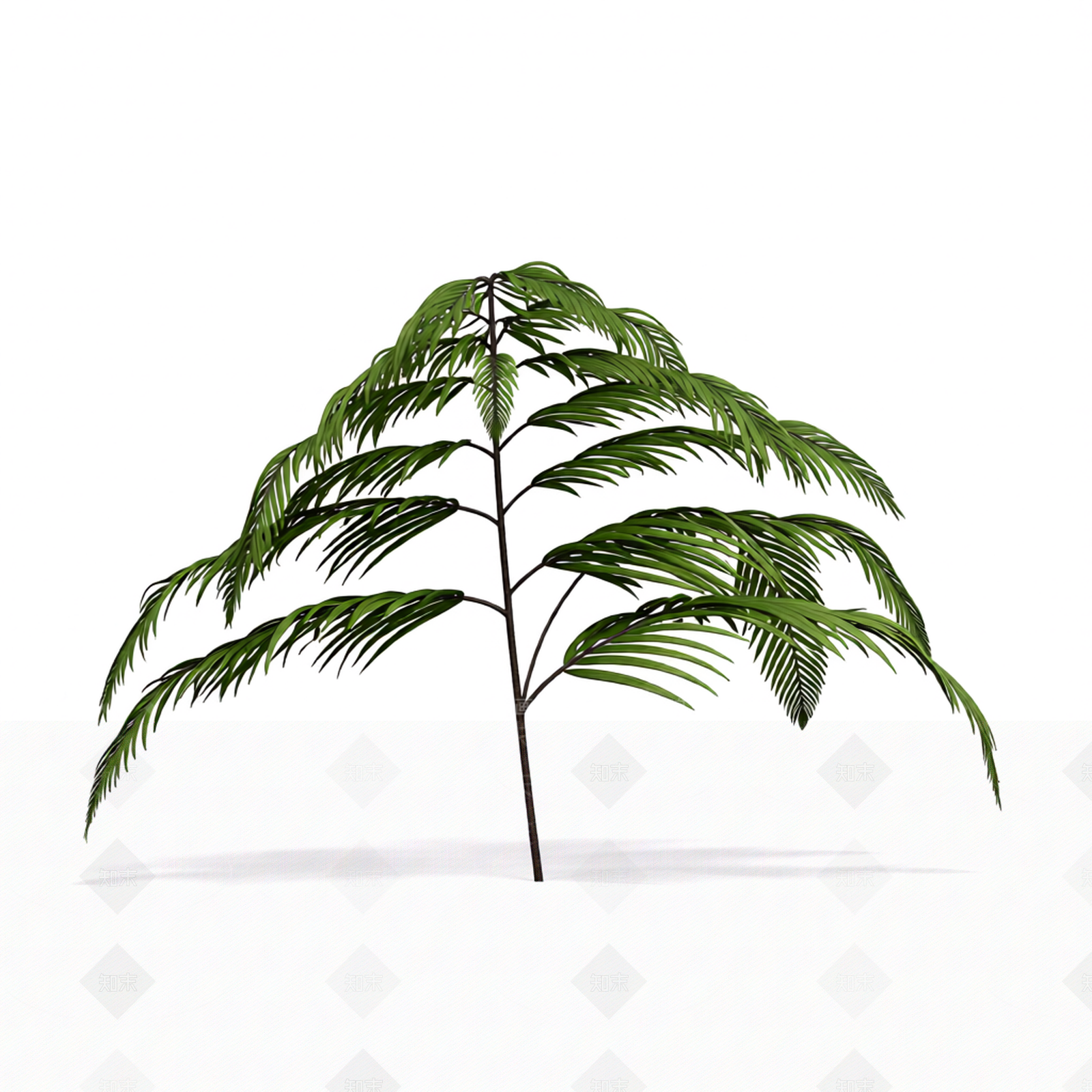 绿色蕨类植物模型3D模型下载【ID:1206181401】