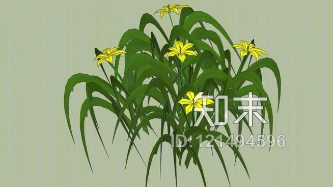 黄花菜SU模型下载【ID:121494596】