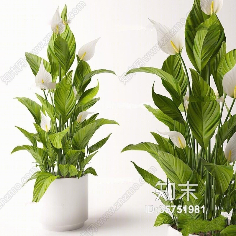 现代白鹤芋盆栽下载3D模型下载【ID:35751981】