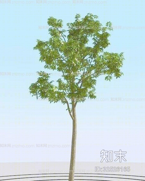 树653D模型下载【ID:32526165】
