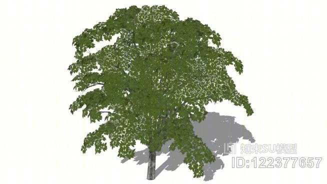海棠树SU模型下载【ID:122377657】